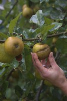 Cueillette de pommes rousses à la mi-octobre sur Malus domestica 'Ashmeads Kernel' Les cicatrices peuvent être causées par la tenthrède du pommier - Hoplocampa testudinea
