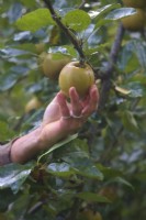 Jardinier cueillant des pommes rousses mangeant à la mi-octobre de Malus domestica 'Ashmeads Kernel'