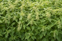 Amaranthus hypochondriacus 'Pouce Vert' - Plume du Prince