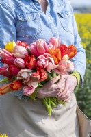 Personne tenant un bouquet de tulipes mixtes - Tulipes doubles précoces