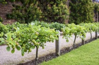 Stepover pommes à Gordon Castle Walled Garden, Ecosse en juillet