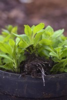 Le pétunia s'enracine souvent bien à partir de boutures molles de plantes plus âgées prises au début du printemps