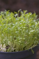 Lepidium sativum Curled Cress comme salade de germination culture micro-verts