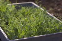 Cajanus cajan - Carlin Peas cultivés sur une fine couche de compost pour être récoltés comme micro-verts