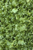 Cultiver des micro-pousses - Lepidium sativum Curled Cress avec Raphanus sativus 'China Rose' dans une fine couche de compost