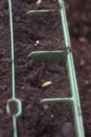 Plantation de Cucumis sativus 'Carmen' - graine de concombre sur le bord pour réduire la pourriture, en modules