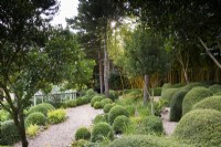 Jardin de plantes principalement vertes, y compris Lonicera nitida et buis taillés et des arbres tels que Phillyrea latifolia et des pins à Dip-on-the-Hill, Ousden, Suffolk en août.