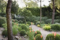 Un jardin de plantes en grande partie vertes à Dip-on-the-Hill, Ousden, Suffolk en août, avec des Lonicera nitida, Buxus sempervirens et Eleagnus x ebbingeii taillés parmi les arbres et des accents lumineux de kniphofias et de crocosmias orange.