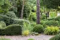 Jardin de plantes principalement vertes, y compris la boîte coupée et Lonicera nitida parmi les arbres à Dip-on-the-Hill, Ousden, Suffolk en août. Les crocosmies donnent des accents de couleur.