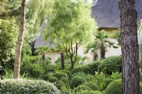 Jardin de plantes principalement vertes comprenant des arbustes à feuilles persistantes taillés, avec des arbres Maytenus boaria et un bosquet de Trachycarpus wagnerianus à Dip-on-the-Hill, Ousden, Suffolk en août.