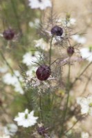 Nigella damascena 'Albion Black Pod' - Capsules de graines ornementales Love in a Mist