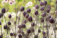 Nigella damascena 'Albion Black Pod' - Capsules de graines ornementales Love in a Mist