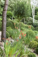 Jardin de plantes à prédominance verte, y compris Lonicera nitida coupé avec des arbres tels que Phillyrea latifolia, des pins et des bouleaux à tige blanche à Dip-on-the-Hill, Ousden, Suffolk en août. Les accents de couleur sont fournis par la kniphofia et la crocosmia.