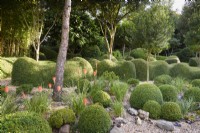 Un jardin de plantes en grande partie vertes à Dip-on-the-Hill, Ousden, Suffolk en août, avec des Lonicera nitida et Buxus sempervirens taillés en dessous du Phillyrea latifolia standard et d'autres arbres, avec des accents lumineux de kniphofias orange.