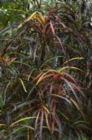 Codiaeum variegatum - croton