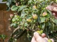 Éclaircir les pommes de l'arbre pour obtenir une plus grande récolte de fruits