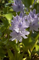 Eichhornia crassipes - jacinthe d'eau commune