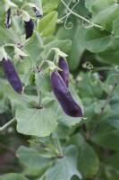 Pisum sativum var. saccharatum - Mangetout 'Chiraz'