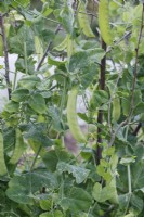 Pisum sativum - Pois mange-tout 'Green Beauty'