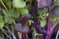 Croissance de micro-pousses - Lepidium sativum Curled Cress semé 3 jours après les variétés de Radis - Raphanus sativus Rambo, Dakon et China Rose dans une fine couche de compost