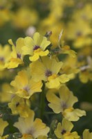 Nemesia Sunsatia Plus 'Petite Banane'