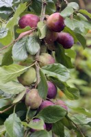 Prunus domestica 'Dunster Plum' - une prune Somerset semblable à Prunus domestica 'Victoria