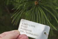 Main tenant une étiquette d'identification de plante métallique pour Pinus ponderosa - pin jaune de l'Ouest, Québec, Canada