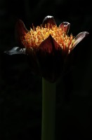Scadoxus puniceus Paintbrush lily, Snake lily, Cape Town, Afrique du Sud