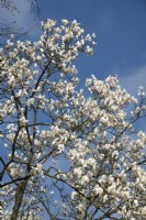 Magnolia x veitchii 'Isca'