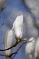 Gros plan sur Magnolia x veitchii 'Isca'