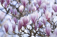Magnolia soulangeana floraison en avril