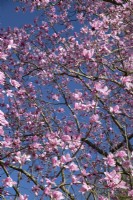 Magnolia x campbelliii, fleurs roses contre un ciel bleu en mars.