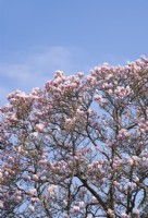 Magnolia soulangeana dans le jardin d'Allah