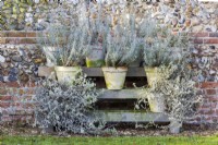 Des pots d'Helichrysum à feuilles argentées, de H. italicum et de H. petiolare hivernent contre un mur de briques et de silex abrité.