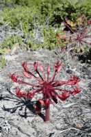 Brunsvigia orientalis fleur candélabre, réserve naturelle de Cape Point, nr Cape Town, Afrique du Sud