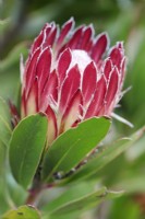 Protea obtusifolia Bredasdorp Protea, Cape Town, Afrique du Sud