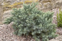 Juniperus squamata 'Étoile bleue'