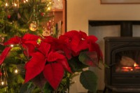Un poinsettia rouge donne l'ambiance de Noël, à côté d'un poêle à bois et d'un sapin de Noël avec des guirlandes lumineuses.