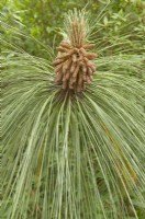 Pinus engelmannii - Pin Apache