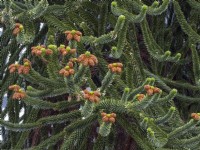 Araucaria araucana - Arbre puzzle singe avec cônes mâles