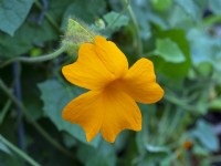 Thunbergia 'Gregorii' en fleur Août Eté