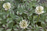Trifolium repens 'Dragon's Blood' - trèfle blanc