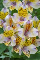 Alstroemeria 'Walter Fleming' - Fleur de lys péruvienne en été - Juillet