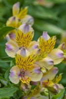 Alstroemeria 'Walter Fleming' - Fleur de lys péruvienne en été - Juillet