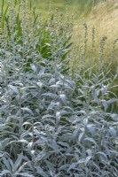 Artemisia ludoviciana 'Valerie Finnis' - juin
