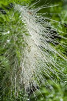 Pennisetum villosum - plumage - août