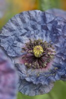 Papaver 'Amazing Grey' - floraison du pavot des champs en été - juillet