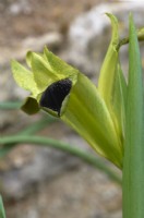 Iris tuberosa syn. Hermodactylus tuberosus - tête de serpent iris