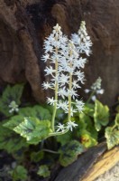 Tiarella 'Appalachian Trail' - fleur en mousse
