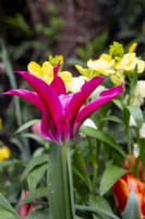Tulipa 'Menuet des Poupées'